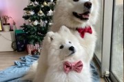 萨摩耶犬适合出门的时间和频率（了解萨摩耶犬的出门需求，打造健康活泼的生活方式）