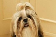 如何科学饲养犬（犬的饲养需要注意哪些细节？如何做到让它们健康快乐地成长？）