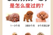 科学饲养泰迪幼犬的5个方法（打造健康快乐的泰迪宝宝，）