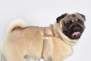 以巴哥犬的最值钱颜色是什么？（探讨以巴哥犬不同颜色的市场价值）