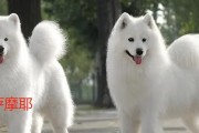 萨摩耶和银狐的区别（10个不同之处让你分辨真假）