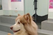 狗狗买回来后何时可以洗澡？（洗澡的适当时机和注意事项）
