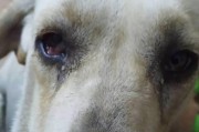 揭秘狗狗为何眼屎频频滞留（解析狗狗眼屎形成原因及防治方法）