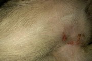 狗狗脱水的症状、治疗和预防方法（详解狗狗脱水的症状及应对方法）