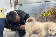 狗狗得了细小怎么办？——了解症状与治疗方法（狗狗细小的症状及治疗方法一览）