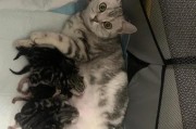 母猫怀孕了，你需要做好这些准备！（宝宝即将来临，为你的母猫和幼崽做好准备）