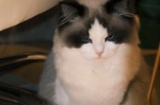 四个月的猫猫可以吃什么？（了解四个月的猫猫饮食需求，让它健康成长！）