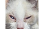 猫咪为什么流眼泪？（探索猫咪流泪的原因和处理方法）