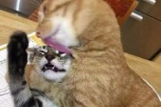 揭秘“猫舔人”的神秘世界（探究猫舔人行为的背后原因，如何与宠物建立更亲密的关系）