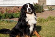 巧克力色巨犬（了解它的特点，让你的爱犬健康成长）