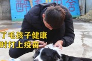 狗狗为我带来的快乐（以狗狗打一联是什么意思）