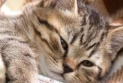 猫猫为什么不吃不动体温低？（探究猫猫活动力低和体温降低的原因）