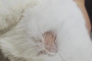 以两只猫驱虫后隔离多久合适？（猫咪驱虫后的隔离期有何重要性？）