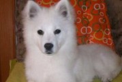 了解日本尖嘴犬的饲养方法（一只健康、快乐的小伙伴）