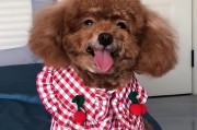泰迪犬何时懂事？（探寻泰迪犬成熟的关键时刻）