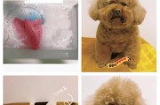 贵宾犬产后多久可以洗澡？（了解正确的洗澡时间，让贵宾犬更健康快乐）