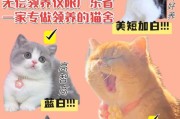 领养猫咪的免费途径及检查要求（寻找适合领养猫咪的地方和了解必要检查事项）