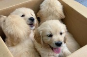 40天的金毛喂养指南（以什么为主食更健康？如何科学喂养你的宠物？）