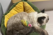 喜马拉雅猫的养育禁忌（为什么喜马拉雅猫不能作为宠物）
