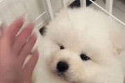 如何科学训练你的萨摩耶犬？（从小开始培养听话的宠物狗，让你与萨摩耶犬建立良好的互动关系）