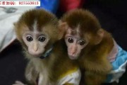 日本袖珍石猴的饲养方法（如何养护日本袖珍石猴）