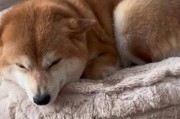 柴犬的最大体型及受限狗令的限制（探讨柴犬的生长极限和受限狗令对其体型的影响）