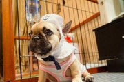 以法斗成犬18公斤，如何合理喂养狗粮？（科学喂养让宠物健康成长）