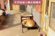 狗狗喜欢晒太阳的原因（探究狗狗喜爱晒太阳的心理和生理需求）