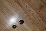 萨摩耶幼犬大小便训练的技巧（掌握关键步骤，让幼犬顺利学会大小便）