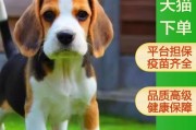 可怜兮兮的巴吉度猎犬（探索巴吉度猎犬的美妙叫声及魅力）