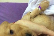 如何为金毛犬提供最佳疫苗保护？（了解金毛犬的疫苗需求，预防疾病风险）