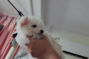 比熊拉稀的原因与治疗方法（探索比熊拉稀的常见原因，以及有效治疗方法）