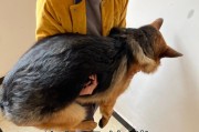 探究德牧走路跛的原因（揭开德牧行走困扰的秘密，探索其跛行现象背后的原因与解决方法）