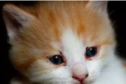 猫吃肉流眼泪的原因解析（探究猫咪吃肉时为何会流眼泪及其健康影响）