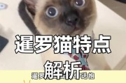 了解暹罗猫的习性与选择养它的考量（暹罗猫的魅力与缺点、为什么依然选择养它）