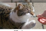 猫为什么喜欢吃鱼？（探索猫咪对鱼类食物的偏好与原因）