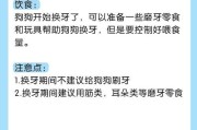 6个月泰迪的饮食指南（宝贝泰迪成长必备，健康美食一网打尽）