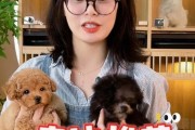 泰迪幼犬的饮水指南（探索适合泰迪幼犬的水源及喝水时间和频率）