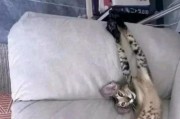 猫的大敌——狗类动物（猫咪们眼中的无形威胁）