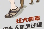 打了狂犬疫苗需要注意什么？（保护自己免受狂犬病的侵害）