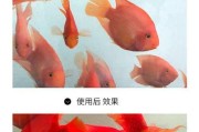 合理饲养鹦鹉鱼的最佳喂养时间（探讨鹦鹉鱼的生物钟特征及其影响）