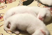 猫咪快要生了，你需要准备些什么？（了解猫咪即将分娩的预兆和必备准备）