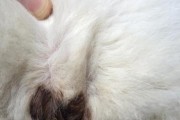 猫屁股的神奇之处（揭秘猫屁股的隐藏能力）