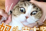 小猫舔头皮的原因及意义（揭秘小猫舔头皮的行为，了解它们的动机和影响）