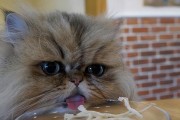 40多天的猫吃什么？（探索幼猫饮食的关键阶段）