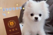 如何关注博美的月经健康（重要的注意事项和保健方法）