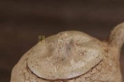 以通斗血统是什么样的（探索通斗血统的起源和特征）