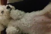 狗狗怀孕期间的症状与护理（详解狗狗怀孕期间的身体变化及相关注意事项）