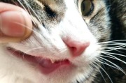 猫下巴肿的原因及解决方法（探寻猫下巴肿的成因及处理办法）