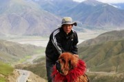 训练藏獒（掌握正确方法，让宠物成为温顺的家庭伙伴）